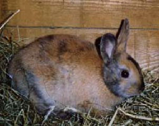 Hase_klein
